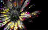 /album/broader-horizons/flower1-png/