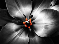 /album/broader-horizons/flower3-png/
