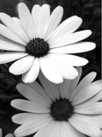 /album/broader-horizons/flower6-png/