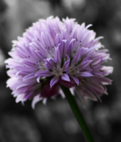 /album/broader-horizons/flow3-png/