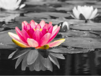 /album/broader-horizons/pretty6-png/